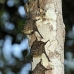 bat_longnosed_la_v_0484_ecu1206.jpg